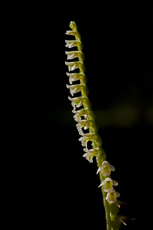 Spiranthes spiralis sulla costa livornese